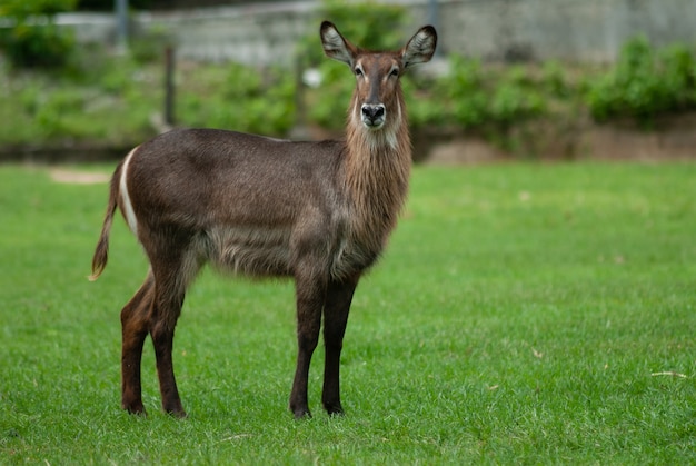 Waterbuck fêmea que está na terra da grama do jardim zoológico aberto de khao keaw, tailândia