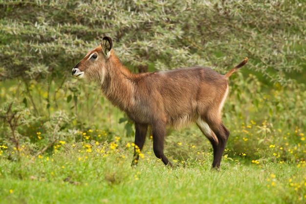 Waterbuck no mato