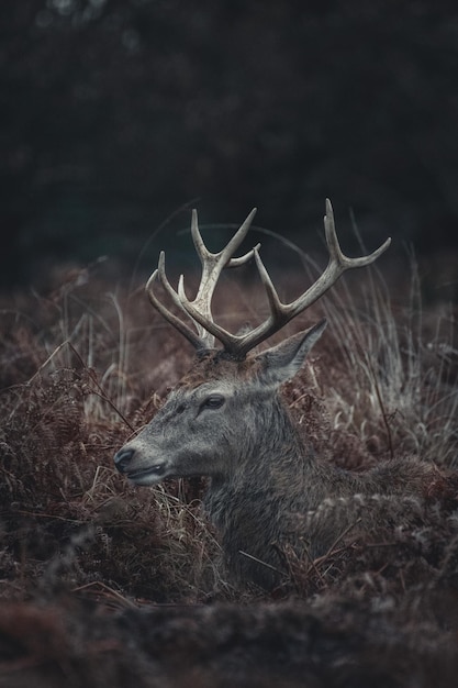 El waterbuck de pie en el bosque