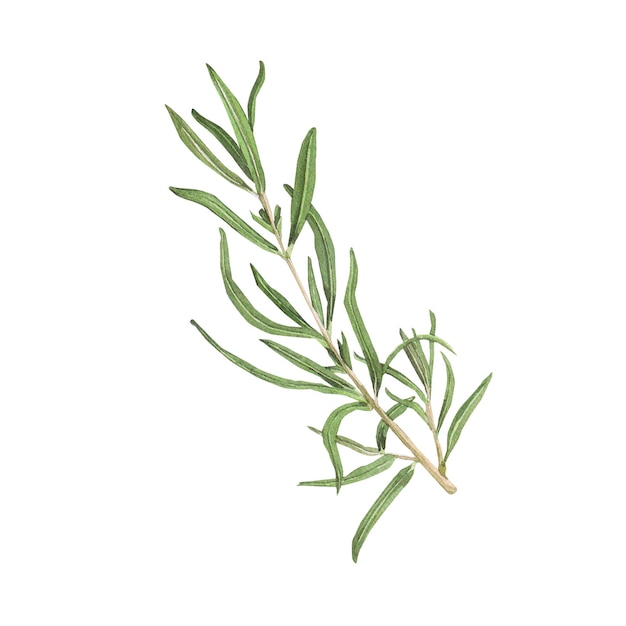 Watercolor illustration of rosemary handdrawn isolated clipart on white background delicate