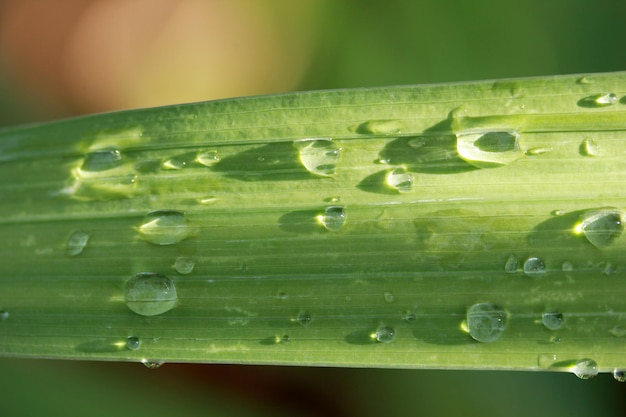 Waterdrops auf grünem Blatt