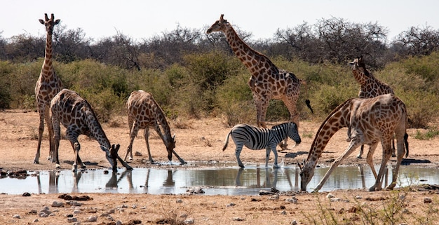 Waterhole Etosha National Park Namíbia