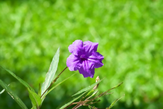 Waterkanon, Watrakanu, Minnie-Wurzel, Eisenwurzel, Fieberwurzel. violette Blume