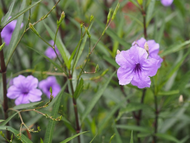 Foto waterkanon watrakanu minnieroot raíz de hierro raíz de fiebre pod de popping planta de cracker traino toi ting acanthaceae britton s flor violeta de petunia mexicana salvaje que florece en el jardín en el fondo de la naturaleza