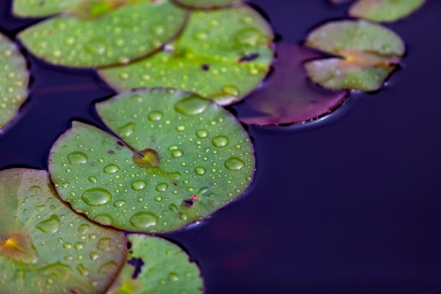 Foto waterliliy deja en el estanque