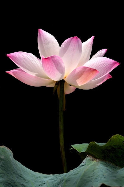 Waterlily cor-de-rosa