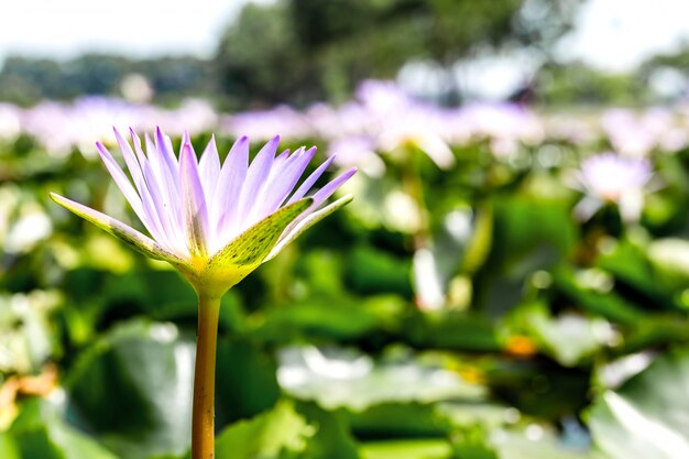 Waterlily em lagoa de jardim