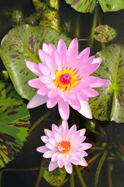 Waterlily o flor de loto en el estanque