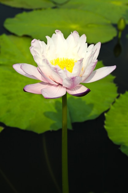 Waterlily o flor de loto en el estanque