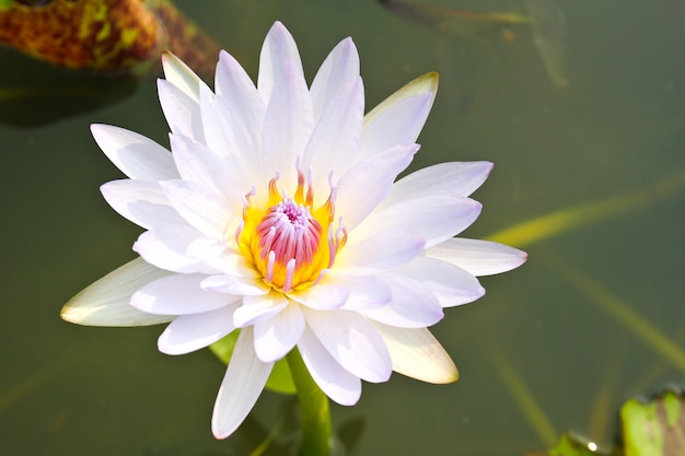 Waterlily ou flor de lótus na lagoa