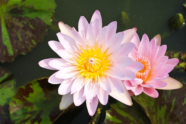 Waterlily ou flor de lótus na lagoa