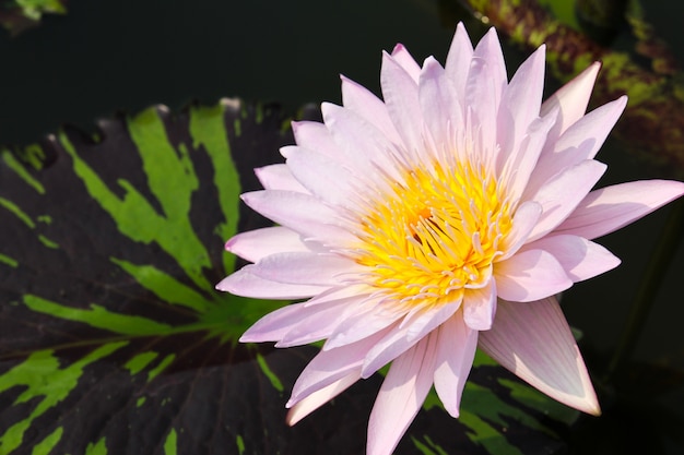 Waterlily ou flor de lótus na lagoa