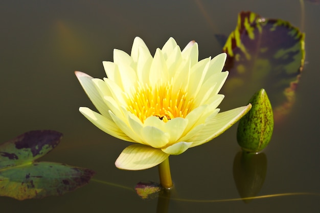 Waterlily ou flor de lótus na lagoa
