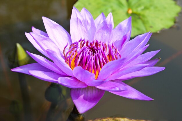 Waterlily ou flor de lótus na lagoa