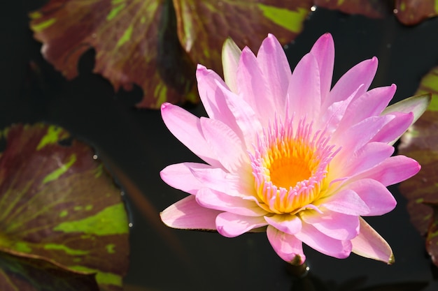 Waterlily ou flor de lótus na lagoa