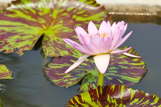 Waterlily ou flor de lótus na lagoa