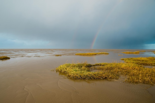 Wattenmeer auf der Insel Romo in Dänemark, Gezeitenzone, Feuchtgebiet mit Pflanzen, Ebbe