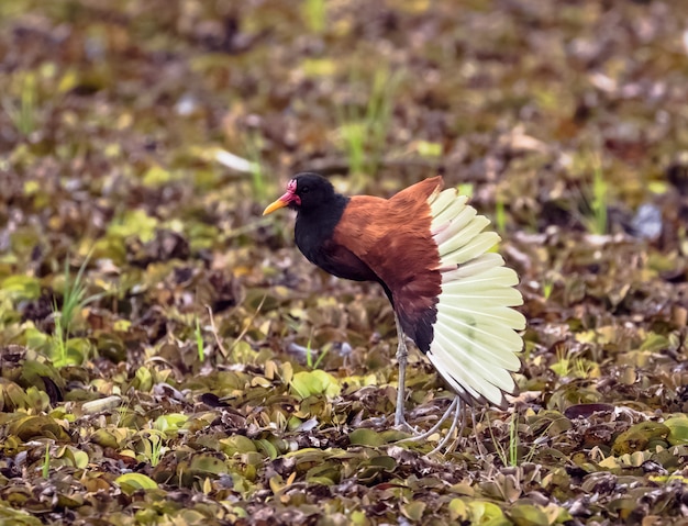 Wattled Jacana stand auf und breitete seine Flügel in einem trockenen Teich aus