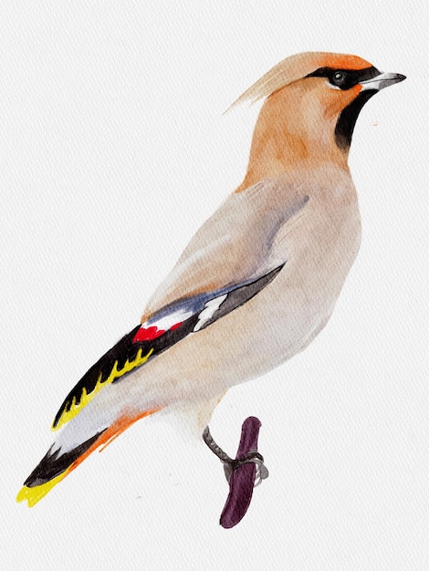 Foto waxwing de acuarela en una rama pájaro aislado en el dibujo de fondo blanco