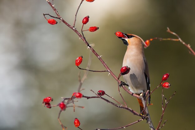 Waxwing bohemio solitario alimentándose de rosal mosqueta comiendo frutos rojos