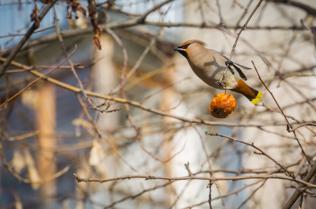 Waxwing comendo maçã