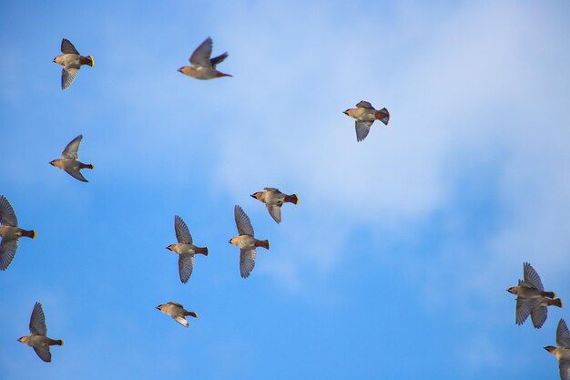 Waxwing pájaros en vuelo fondo de cielo azul