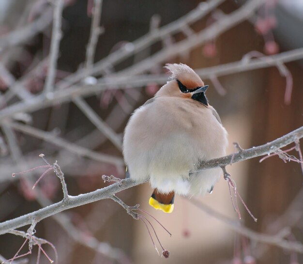 WaxwingBombycilla garrulus se sienta en la rama en una fría mañana de febrero