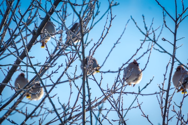 Waxwings na árvore do inverno