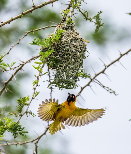 Weaver baut ein Nest auf einem Baum