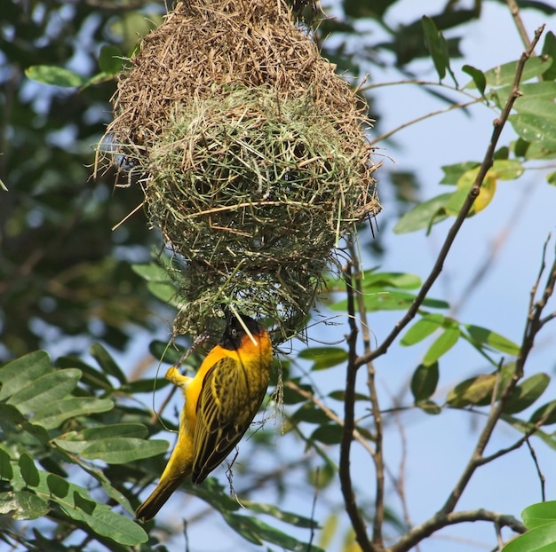 Foto weaver pássaro e ninho na áfrica