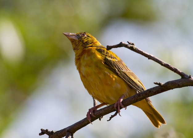 Weaver Village Ploceus cucullatus em close em um galho