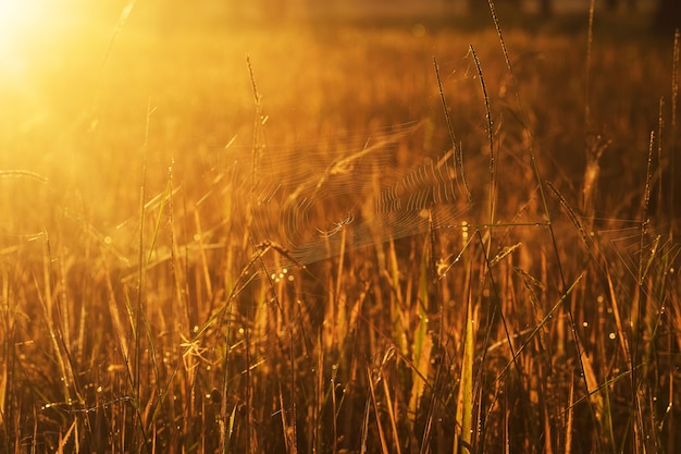 Web de una araña contra el amanecer en el campo cubierto de nieblas