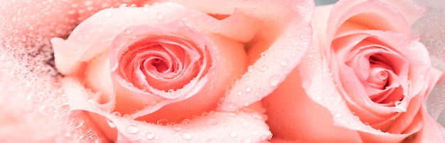 Web-Banner Blumen Pastell Oberfläche zarte Knospen von Rosen für Hochzeitseinladungen Postkarten verwendet