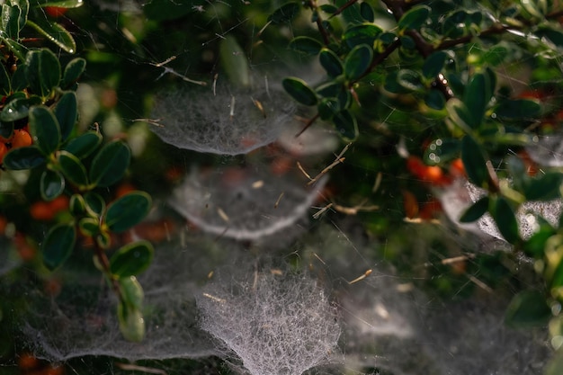 Web escalonada compleja en un arbusto con las bayas rojas