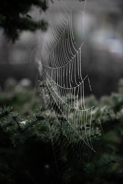 Web en el fondo de un árbol de Navidad verde Nature Atmosphere