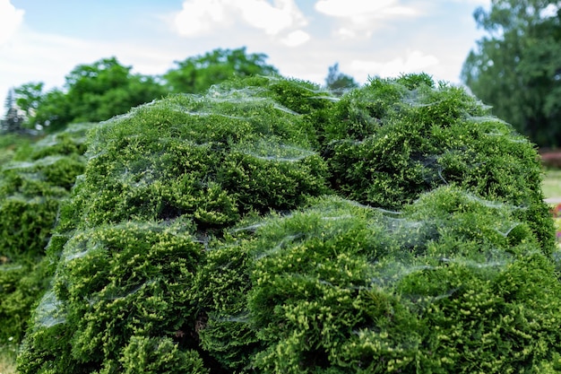 Web na árvore de thuja