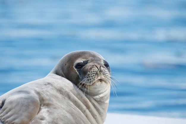 Weddell Seal liegt auf dem Eis