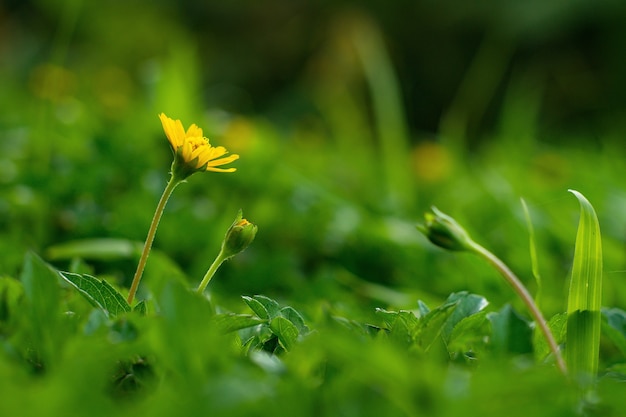 Wedelia que sube amarillo o flor de arrastramiento en fondo verde