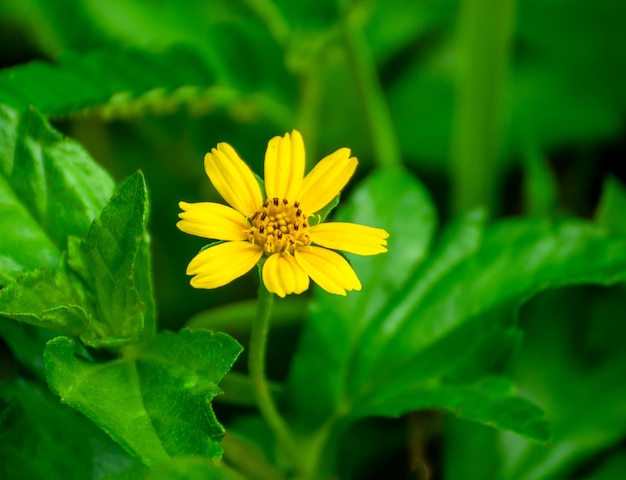 Wedelia trilobata asia Las flores amarillas que florecen simultáneamente llenas temprano.