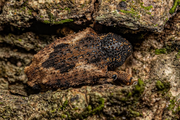 Weevil verdadeiro adulto