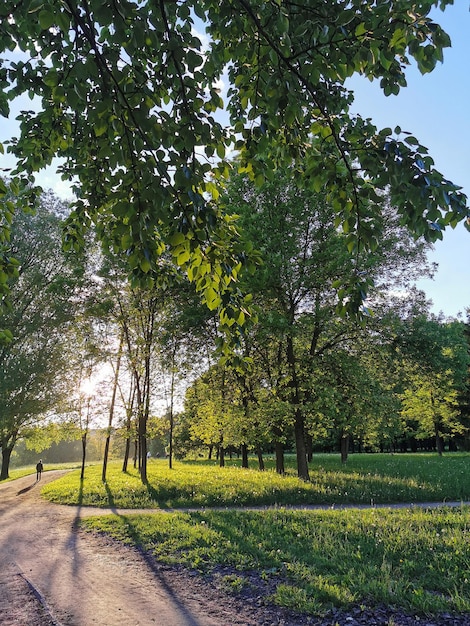 Weg an einem Sommertag im Park bei Sonnenuntergang Die untergehende Sonne scheint durch die Baumstämme