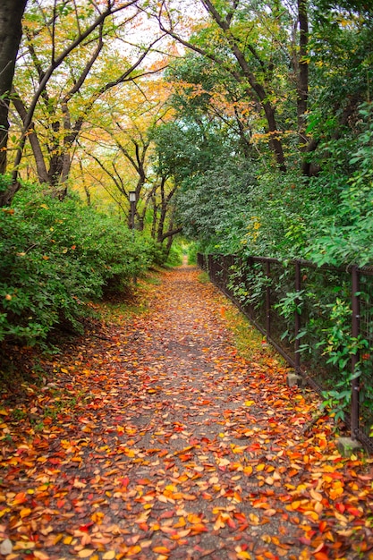 Weg der Blätter im Herbst