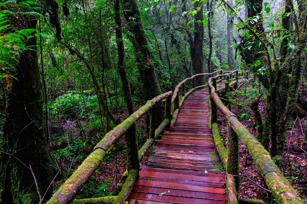 Weg der Wegbrücke bei Nation Park im immergrünen Wald des Berges