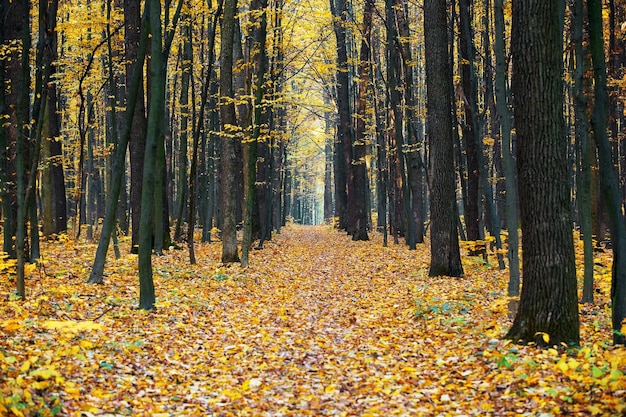 Weg durch den Herbstwald