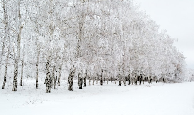 Weg durch den schönen Birkenhain im Winter