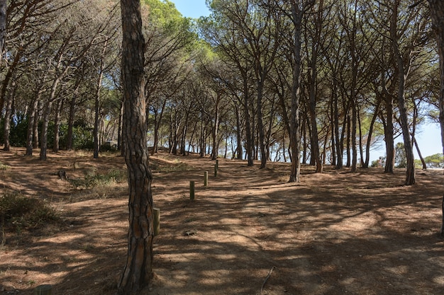 Weg durch einen Mittelmeerwald der Kiefer u. Seiner Schatten während der Sommerzeit