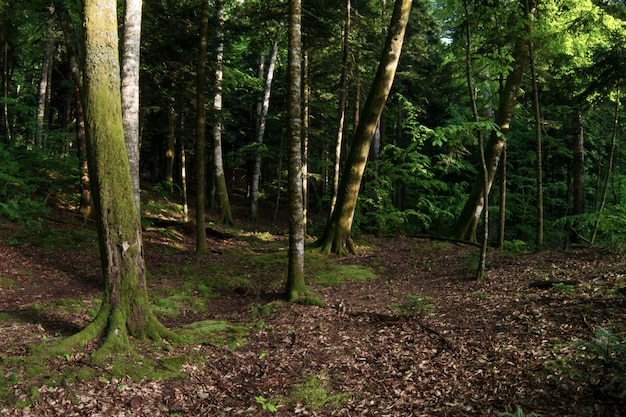 Weg durch grünen Sommerwald