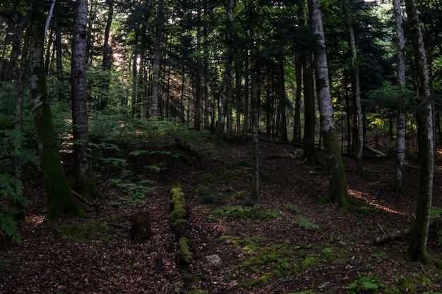 Weg durch grünen Sommerwald