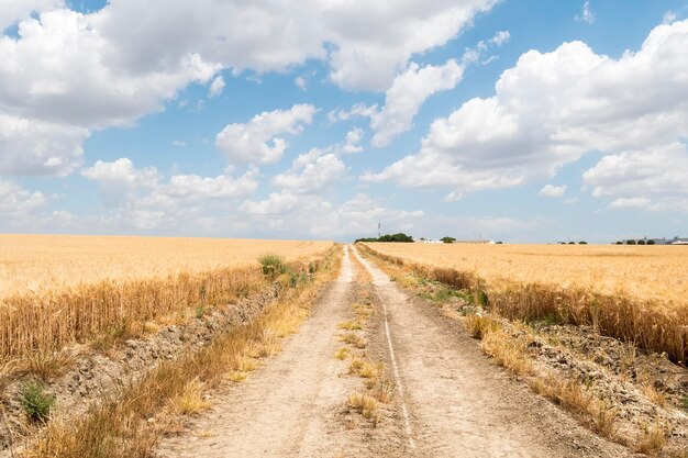 Weg durch reifes Weizenfeld