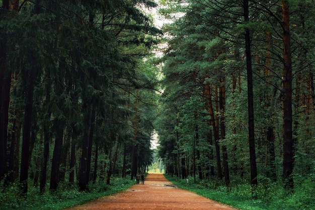 Weg entlang der Bäume im Wald